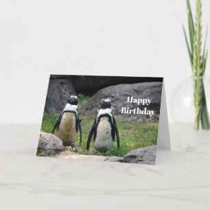 ワイルドライフペンギンペア写真誕生日 カード