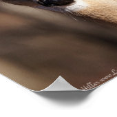 ワイルドライフホワイトテールディアドーポートレート ポスター (角)