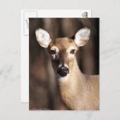 ワイルドライフホワイトテールディアドーポートレート ポストカード (正面/裏面)
