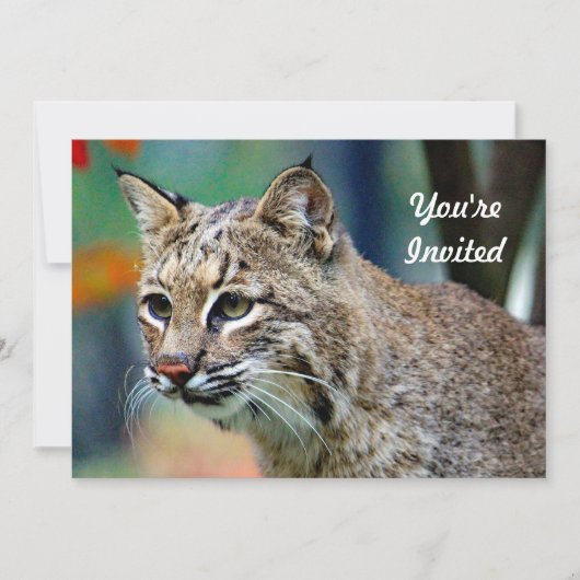 ワイルドライフボブキャットフォト誕生日 招待状 (正面)