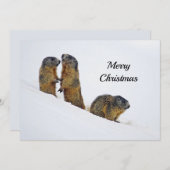 ワイルドライフマーモッツスノーフォトクリスマスフラット シーズンカード (正面/裏面)