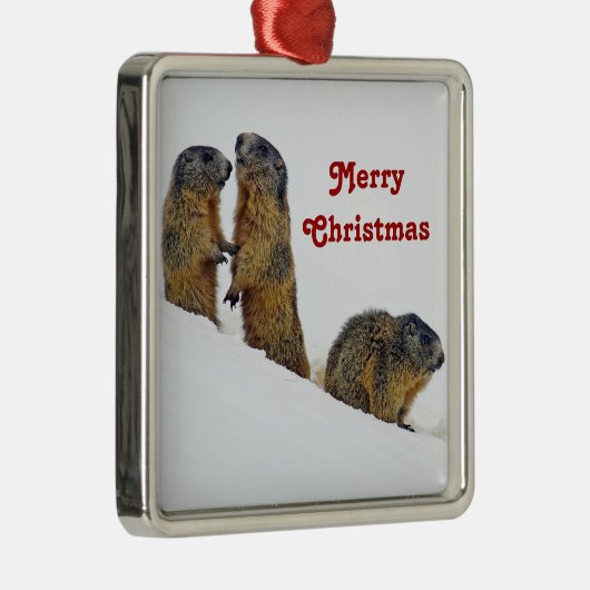 ワイルドライフマーモッツ雪写真クリスマス メタルオーナメント (右)