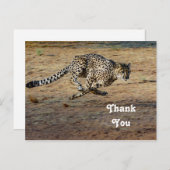 ワイルドライフ走チータの写真ありがとう ポストカード (正面/裏面)