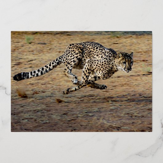 ワイルドライフ走ブラウン誕生日金ゴールド 箔招待状 (裏面)