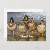 『ワイルドライフ・マラード・アヒルズの写真ありがとう』 ポストカード (正面/裏面)