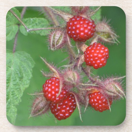 ワイルドラズベリーコースター コースター (正面)