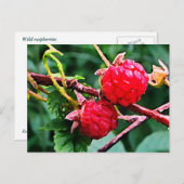 ワイルドラズベリー ポストカード (正面/裏面)