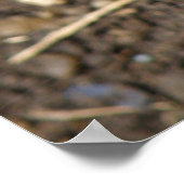 ワイルドラットのポスター ポスター (角)