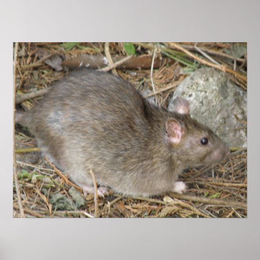 ワイルドラットプリント ポスター (正面)