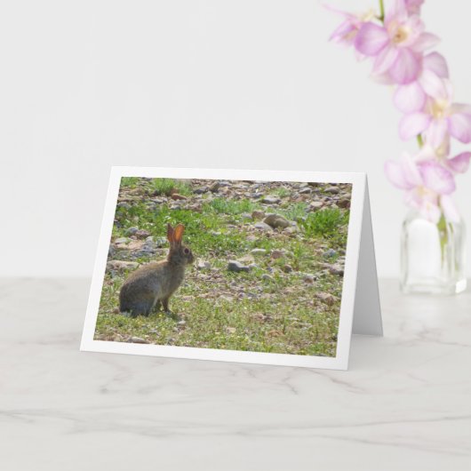 ワイルドラビットインキャニオンカード カード (蘭)