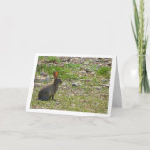 ワイルドラビットインキャニオンカード カード (正面)