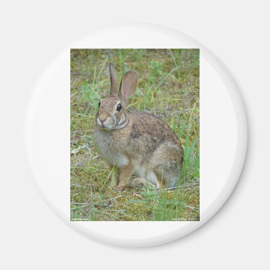 ワイルドラビットイースタンコットンテールアパレルとギフト マグネット (正面)