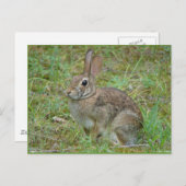 ワイルドラビットイースタンコットンテールIIアパレル&ギフト ポストカード (正面/裏面)
