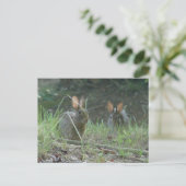 ワイルドラビットズイースタンコットンテールペアアパレルギフト ポストカード (スタンド正面)