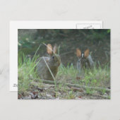 ワイルドラビットズイースタンコットンテールペアアパレルギフト ポストカード (正面/裏面)