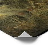 ワイルドラビットポスタープリント ポスター (角)