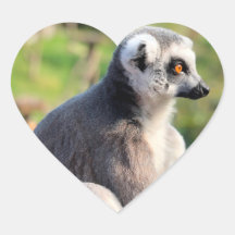 ワイルドラブ：オーストラリアへ