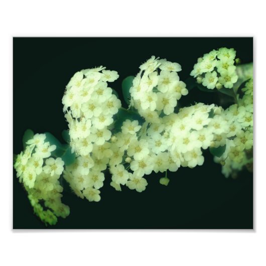 ワイルドランブリングホワイトローズ8x10 フォトプリント            (正面)