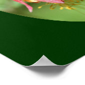 ワイルドレッドオダマキ（植物）花 ポスター (角)