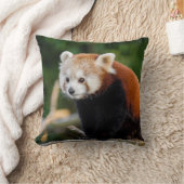 ワイルドレッドパンダかわいい写真 クッション (ブランケット)
