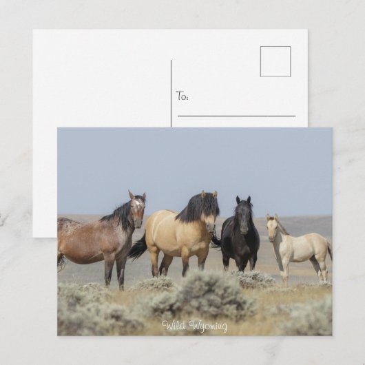 ワイルドワイオミング – はがき (正面/裏面)