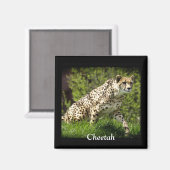 ワイルド大きな猫動物愛者デザイン マグネット (正面/裏面)