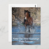 『ワイルド・ムスタング・フォーエバー・ポストカード』 ポストカード (正面/裏面)
