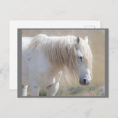 『ワイルド・ムスタング・フォーエバー・ポストカード』 ポストカード (正面/裏面)