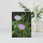 ワイルド・モーニンググローリー写真はがき ポストカード (スタンド正面)