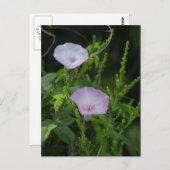 ワイルド・モーニンググローリー写真はがき ポストカード (正面/裏面)