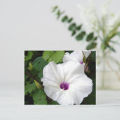 ワイルド・モーニング・グローリー–2010 ポストカード (スタンド正面)