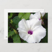 ワイルド・モーニング・グローリー–2010 ポストカード (正面/裏面)