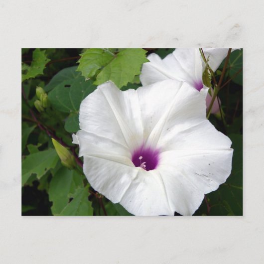 ワイルド・モーニング・グローリー–2010 ポストカード (正面)