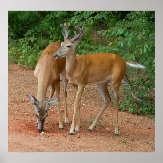 ワイルド・ヤング・バックス ポスター (正面)