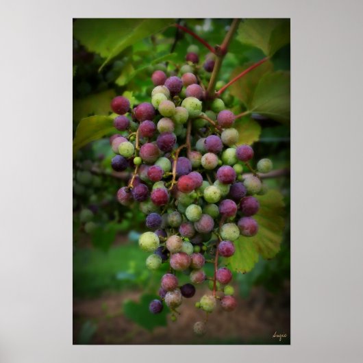 ワインの前に ポスター (正面)