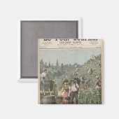 ワインの収穫 マグネット (正面/裏面)