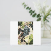 ワインの葡萄のつる植物 ポストカード (スタンド正面)