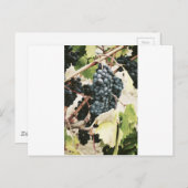ワインの葡萄のつる植物 ポストカード (正面/裏面)