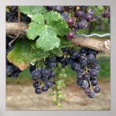 ワインをつる植物 ポスター (正面)