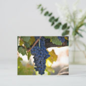 ワインを作るのに使用されたつる植物の赤いブドウ ポストカード (スタンド正面)