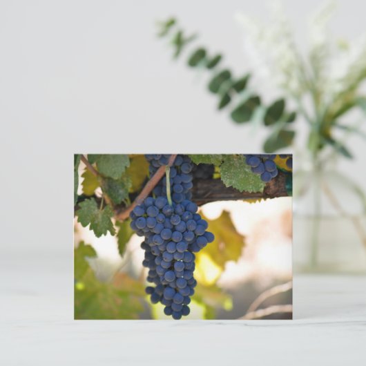 ワインを作るのに使用されたつる植物の赤いブドウ ポストカード (スタンド正面)