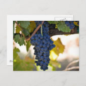 ワインを作るのに使用されたつる植物の赤いブドウ ポストカード (正面/裏面)