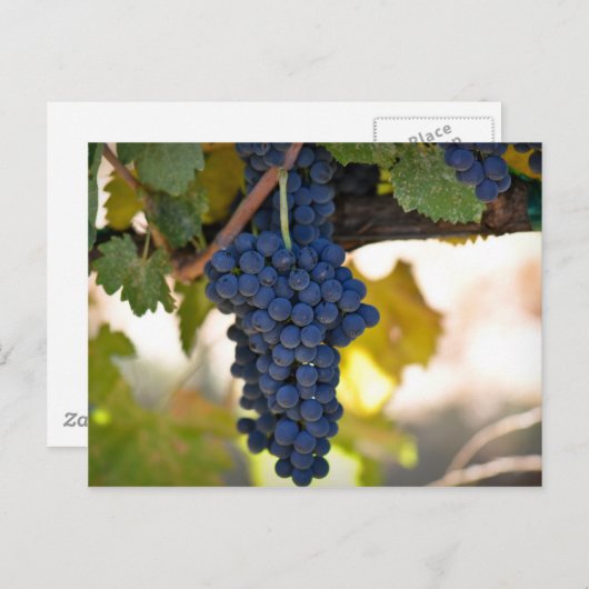 ワインを作るのに使用されたつる植物の赤いブドウ ポストカード (正面/裏面)