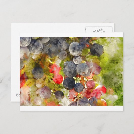 ワインを作る準備ができているつる植物上のブドウ ポストカード (正面/裏面)