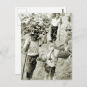 ワインを造る – ワインの収穫 ポストカード (正面/裏面)