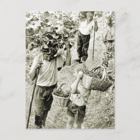 ワインを造る – ワインの収穫 ポストカード (正面)