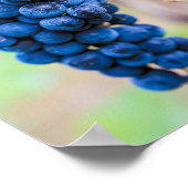 ワイン用ブドウつる植物及びブドウ栽培ギフト ポスター (角)