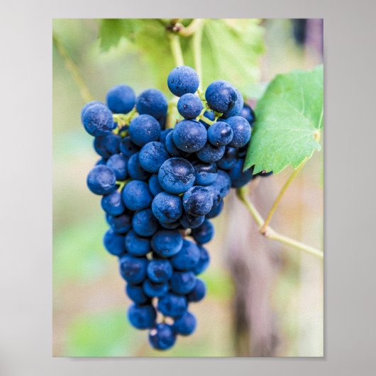 ワイン用ブドウつる植物及びブドウ栽培ギフト ポスター (正面)