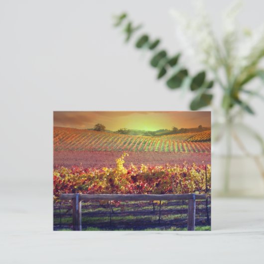 ワイン畑 ポストカード (スタンド正面)
