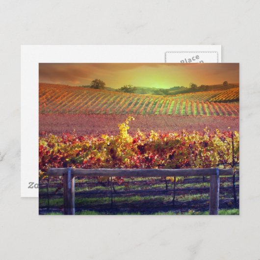 ワイン畑 ポストカード (正面/裏面)